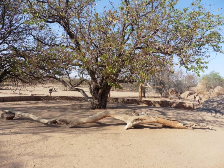 Madisa Camp – mopane-shaded campsite