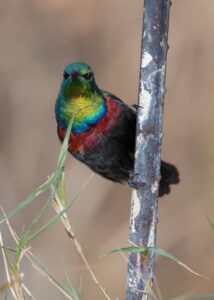 Roy's Rest Camp – colourful garden bird