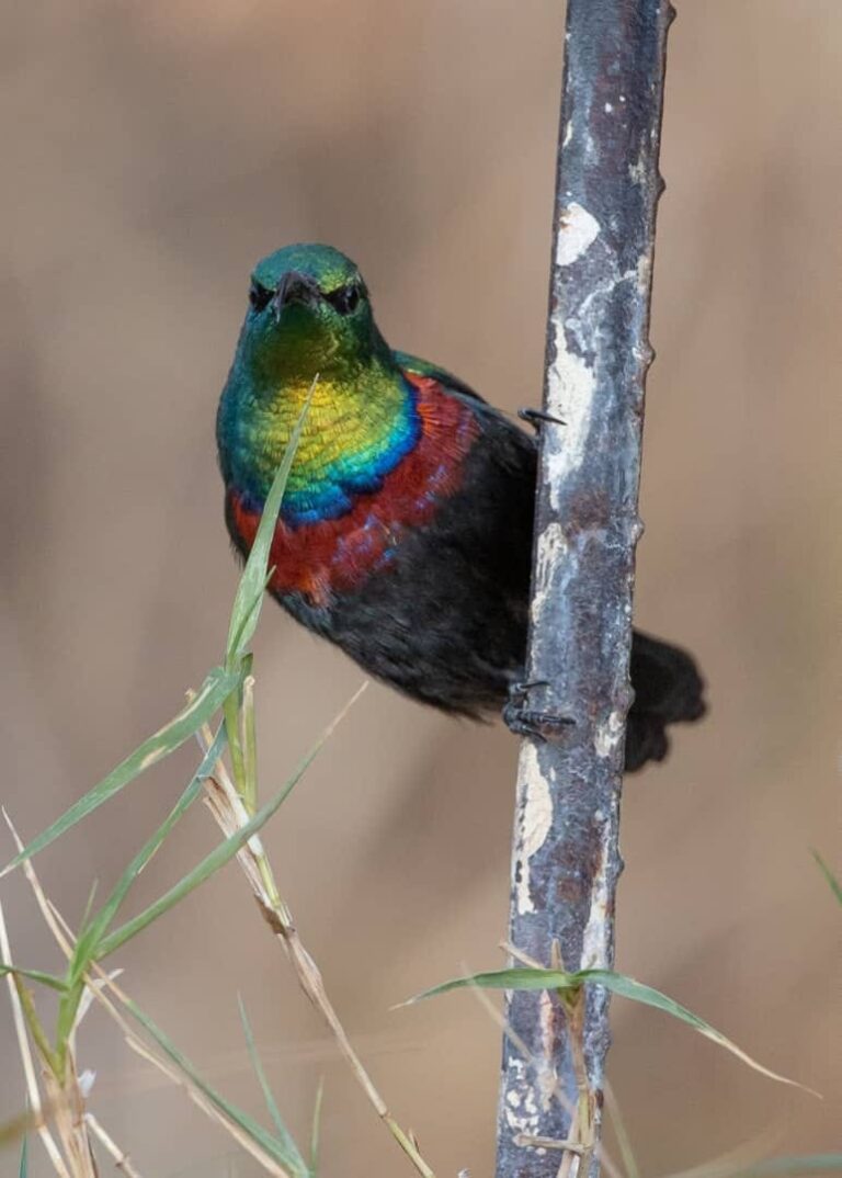 Roy's Rest Camp – colourful garden bird