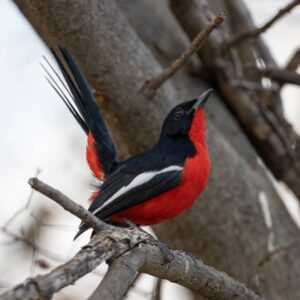 Roy's Rest Camp – red and black bird