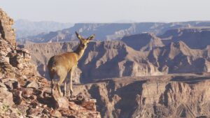 Kudu standing above Fish River Canyon near Canyon Village
