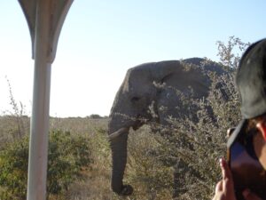 Elephant seen near Etosha King Nehale accommodation