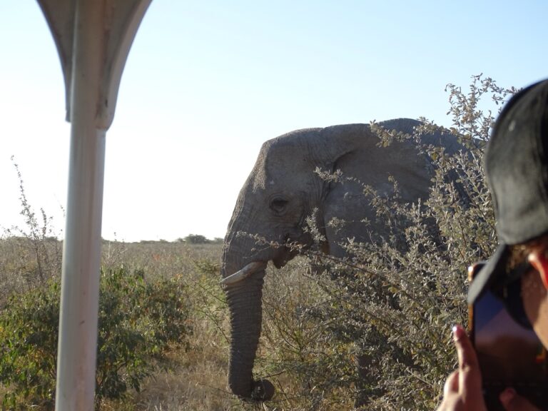 Elephant seen near Etosha King Nehale accommodation