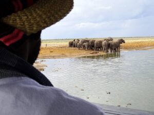Elephants drinking at the private Etosha King Nehale waterhole