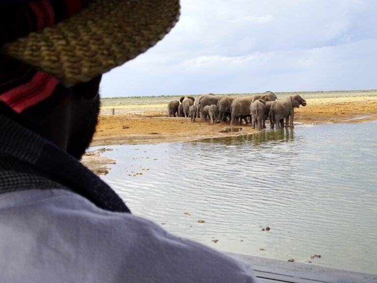 Elephants drinking at the private Etosha King Nehale waterhole