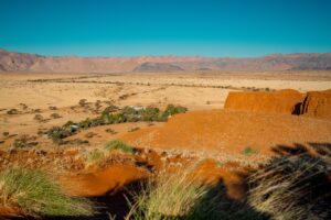 Fossilised and red dunes near Namib Desert Lodge