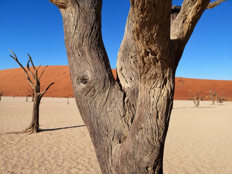Dead tree and red dune near Namib Desert Lodge
