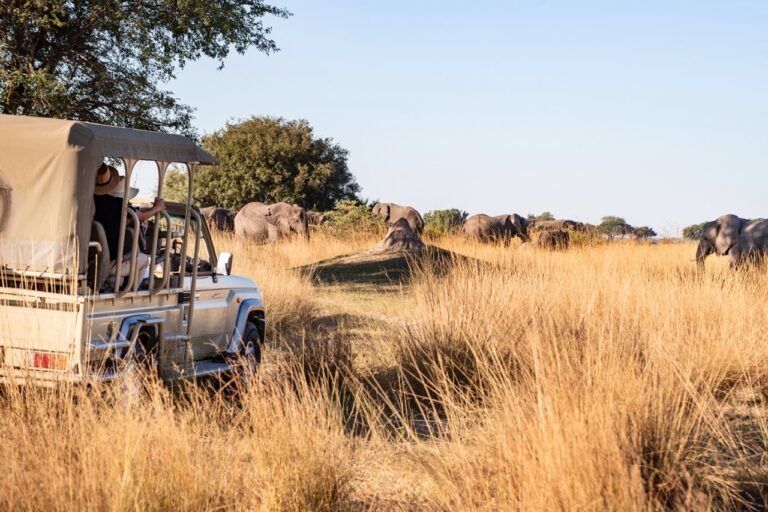 Elephants beside a safari vehicle in Bwabwata National Park