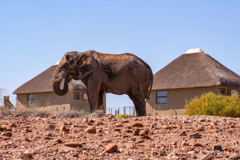 Desert-adapted elephant beside a Palmwag Lodge bungalow