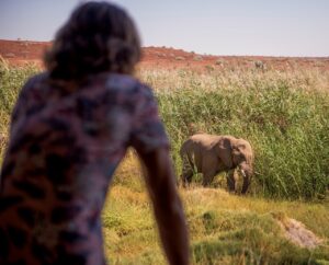 Elephant walking through grass near Palmwag Lodge accommodation