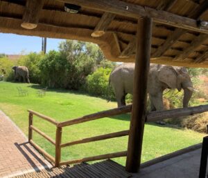 Elephant passing the lawn at Palmwag Lodge