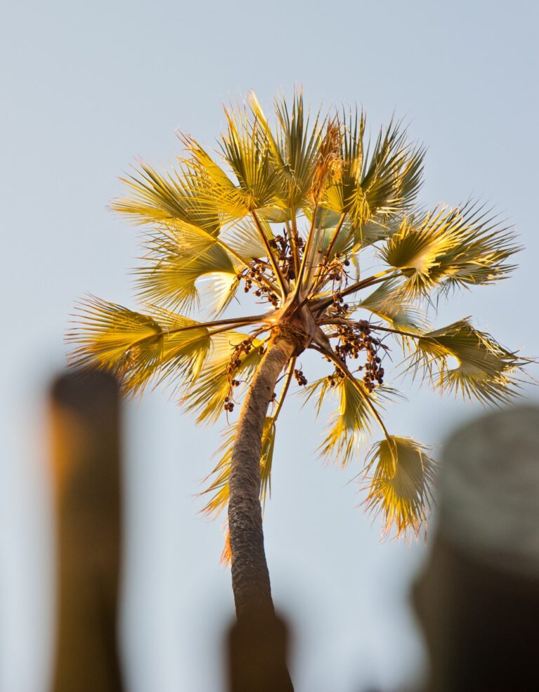 Makalani palm near Palmwag Lodge accommodation