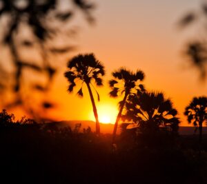 Palm trees silhouetted at sunset near Palmwag Lodge