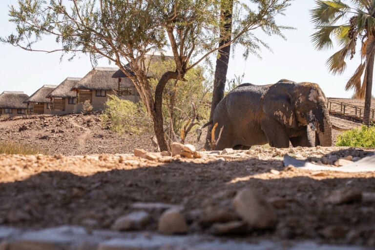 Desert-adapted elephant near Palmwag Lodge accommodation