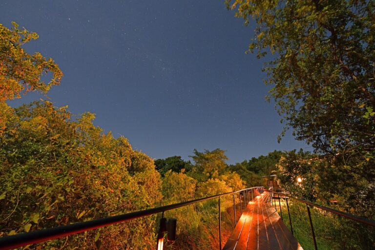 Raised lodge walkway through the riverside woodland at dusk