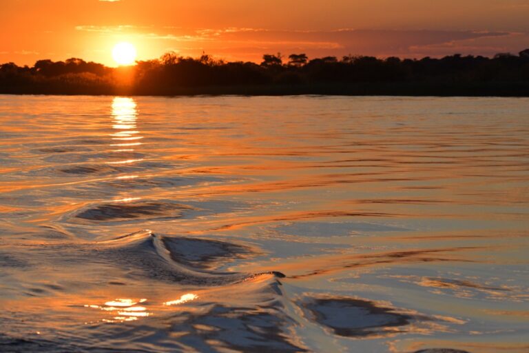 Zambezi River wildlife at sunset near the lodge