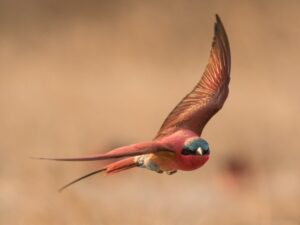 Southern carmine bee-eater in flight near Zambezi Mubala Lodge