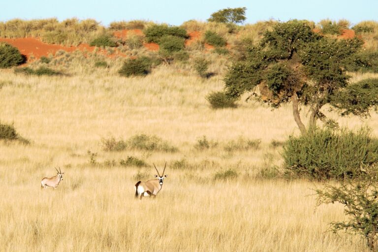 Wildlife in the grassland near Kalahari Anib Lodge