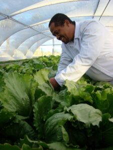 Fresh lettuce at the Kalahari Farmhouse production centre