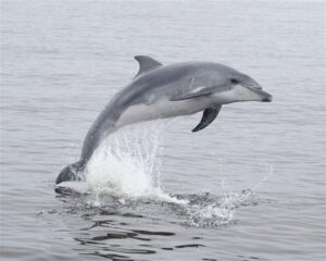 Dolphin & Seal Cruise – gallery image 6