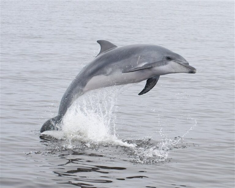 Dolphin & Seal Cruise – gallery image 6