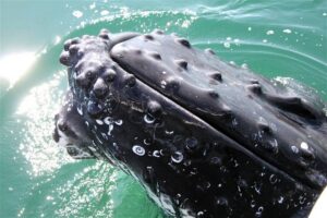 Dolphin & Seal Cruise – gallery image 3