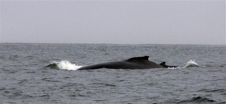 Dolphin & Seal Cruise – gallery image 2