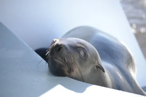Marine Dune Day – gallery image 6