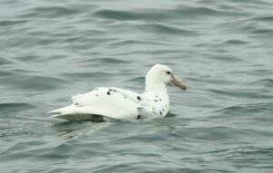 Dolphin & Seal Cruise – gallery image 7