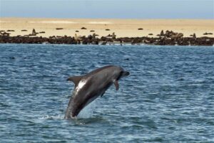 Dolphin & Seal Cruise – gallery image 8