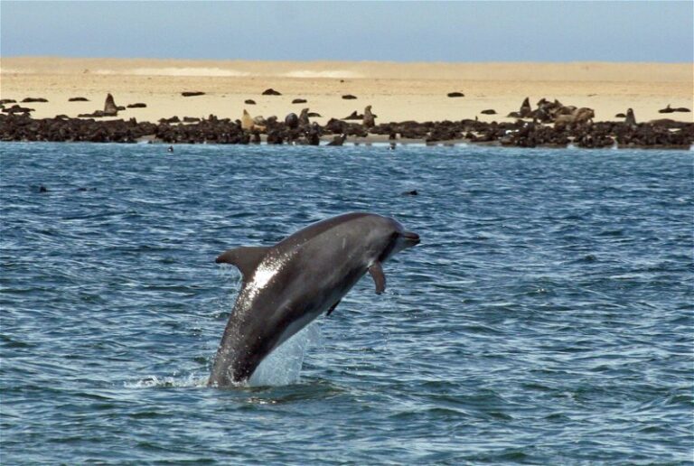 Dolphin & Seal Cruise – gallery image 8
