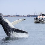 Dolphin & Seal Cruise – gallery image 1