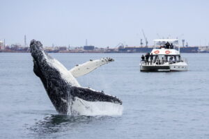 Dolphin & Seal Cruise – gallery image 1