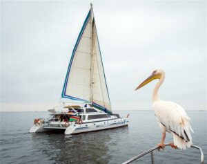 Dolphin & Seal Cruise – gallery image 9