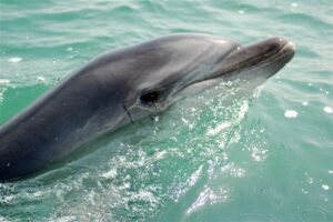 Dolphin & Seal Cruise – gallery image 10