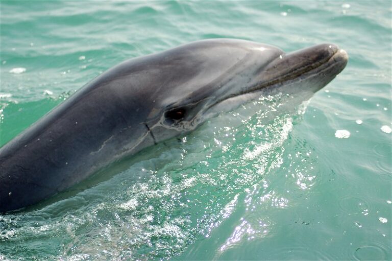 Dolphin & Seal Cruise – gallery image 10