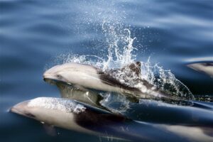 Dolphin & Seal Cruise – gallery image 11