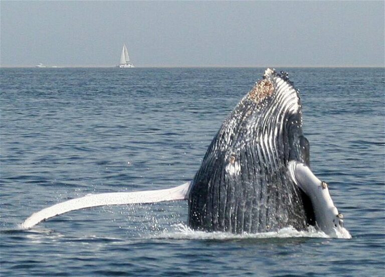 Dolphin & Seal Cruise – gallery image 12