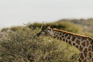 Savanna Luxury Villa at Otjiwa Collection - image 6