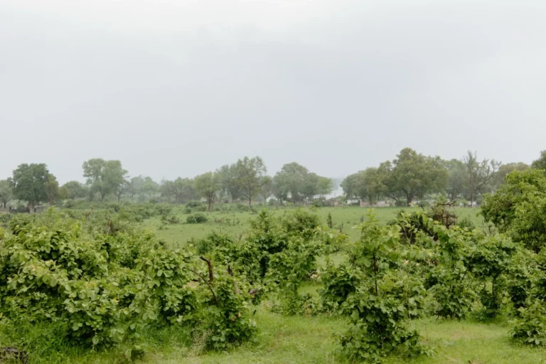 Green woodland in the Buffalo area of Bwabwata