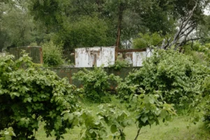 Old building partly hidden by vegetation in the Buffalo area