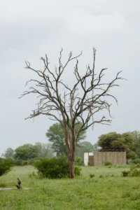 Bare tree and old buildings in the Buffalo landscape