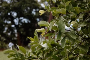 Bird perched among green leaves in the Buffalo area