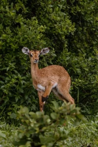 Antelope standing beside woodland in the Buffalo area