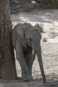 Desert-adapted elephant beside a tree in Damaraland