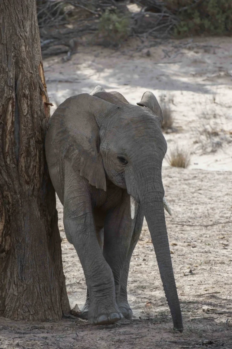 Desert-adapted elephant beside a tree in Damaraland