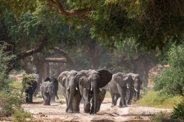 Desert-adapted elephant herd in the Damaraland landscape