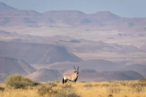 Oryx on a grassy plain beneath Damaraland mountains