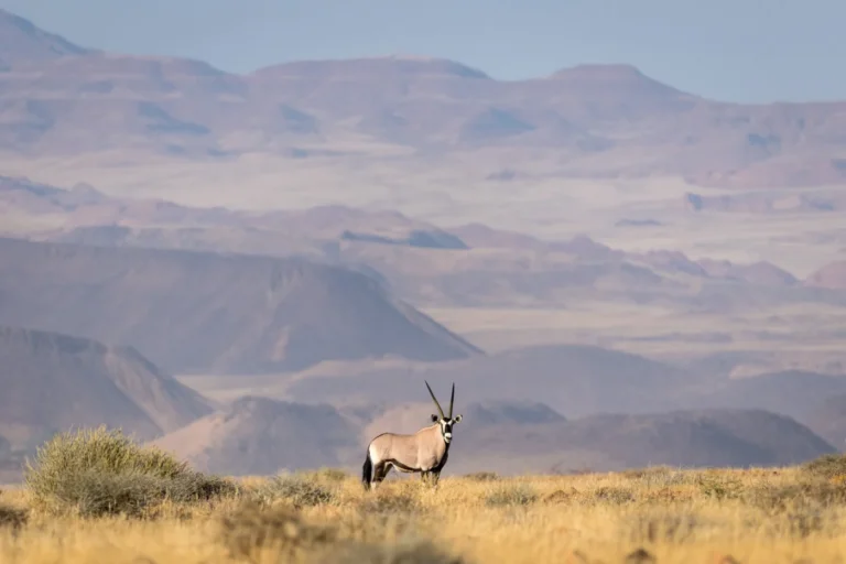 Oryx on a grassy plain beneath Damaraland mountains