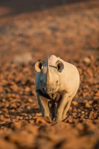 Black rhino in the rocky Damaraland landscape